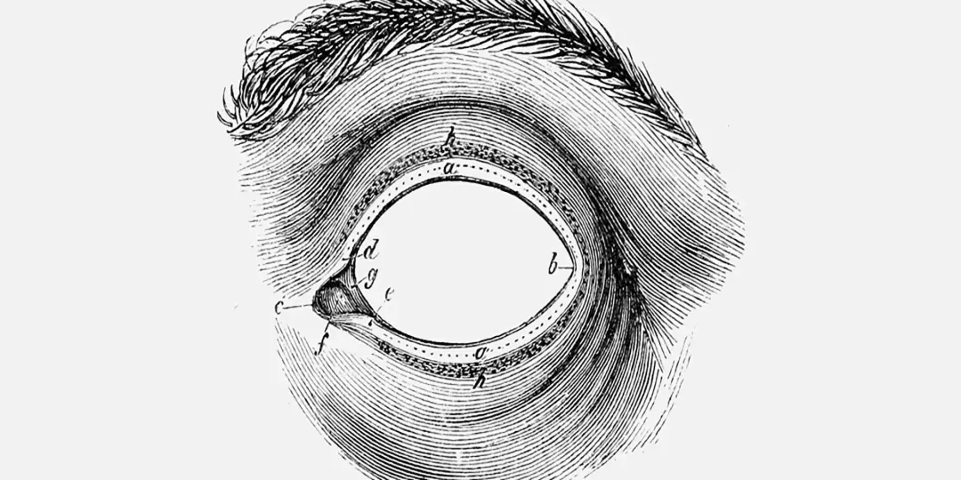 Engraved anatomical illustration of an eye with an empty white center