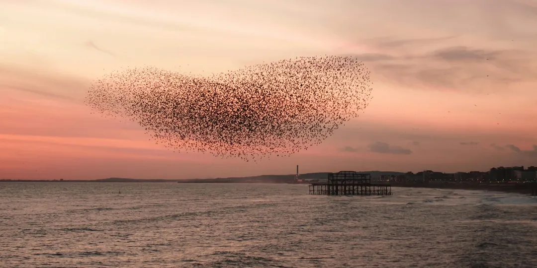 A flock of birds forming a murmuration above the sea and a silhouetted pier at sunset.